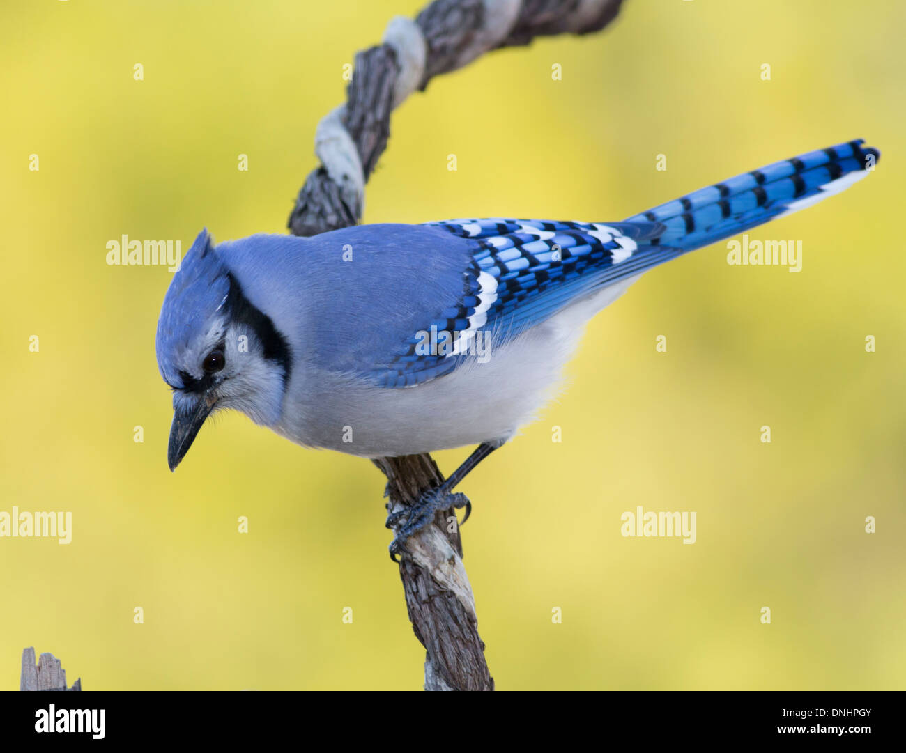 a-blue-jay-perched-on-a-twisted-vine-stock-photo-alamy