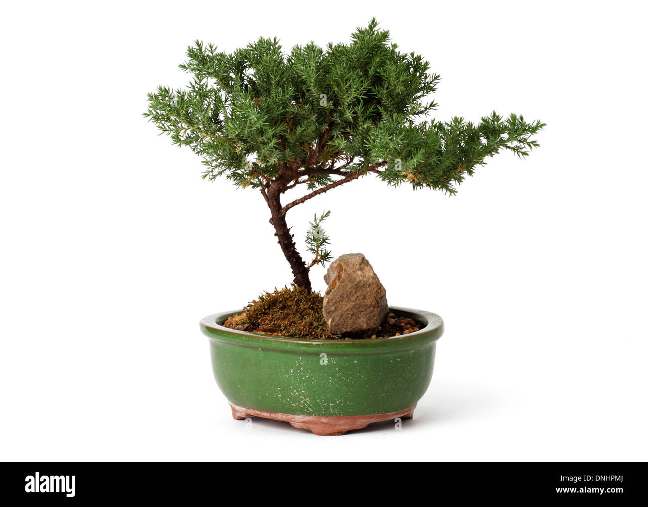 A small bonsai plant in a container on a white background Stock Photo