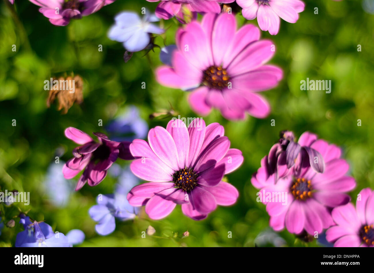 The Chosen One Stock Photo Alamy