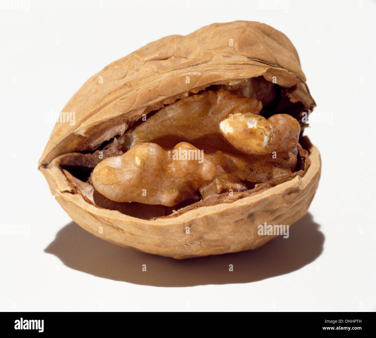 A half opened walnut and shell on a white background. Stock Photo