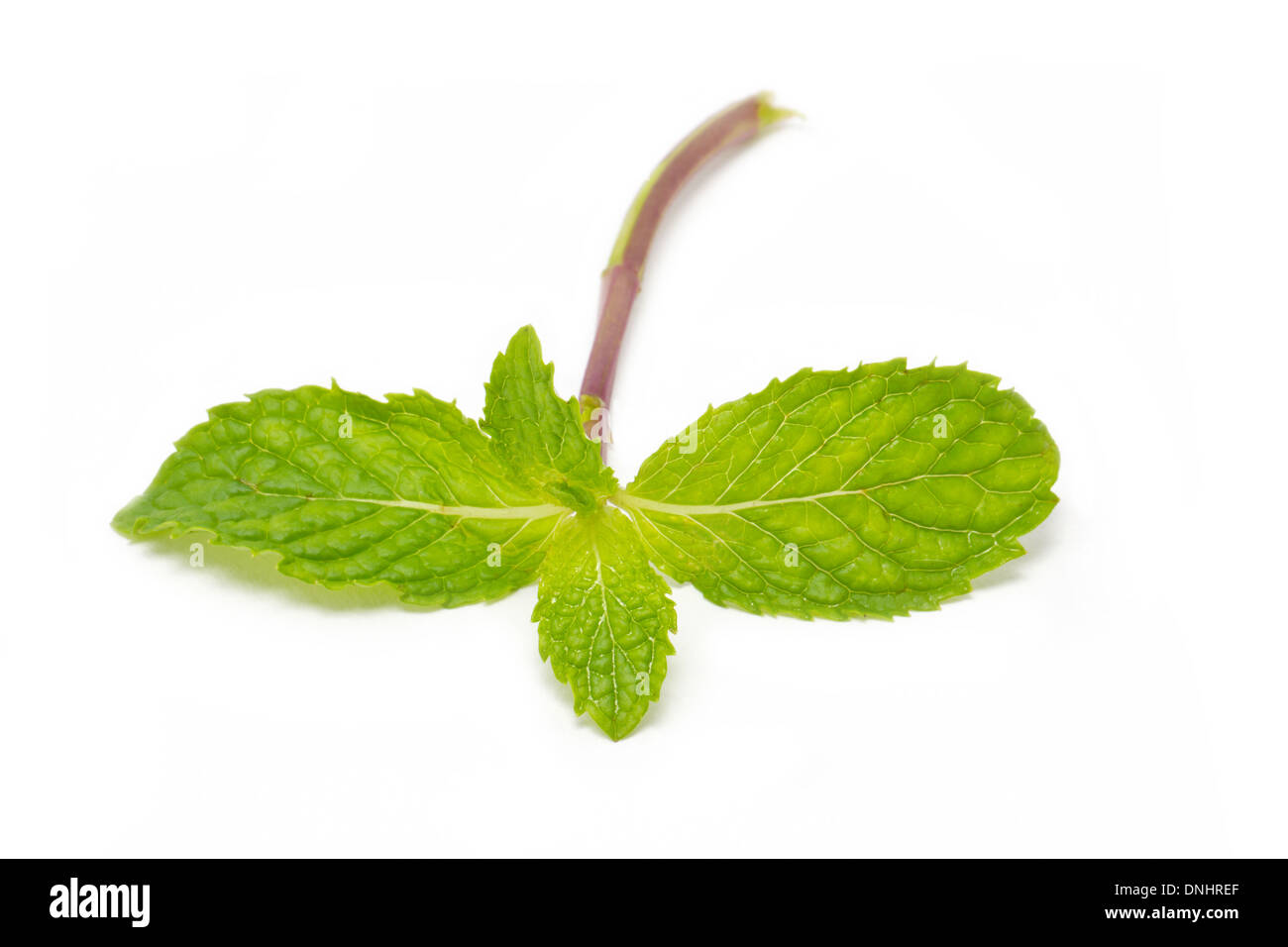 Fresh Mint Isolated On White Background Stock Photo Alamy