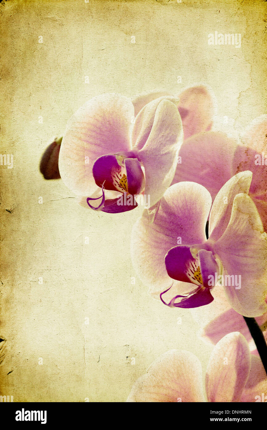 Pink orchid on vintage paper background Stock Photo
