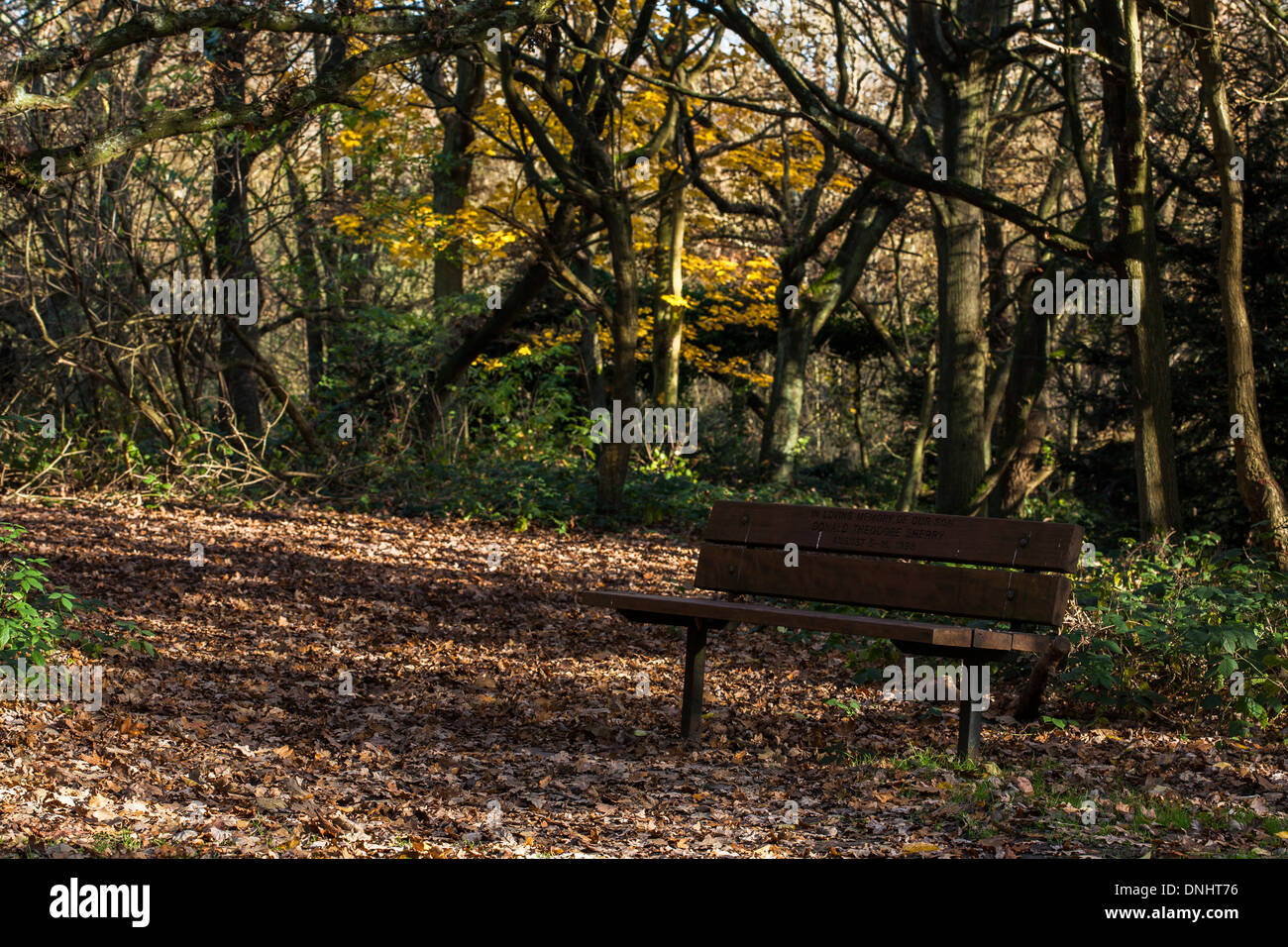 A park bench near a path under young oak trees in