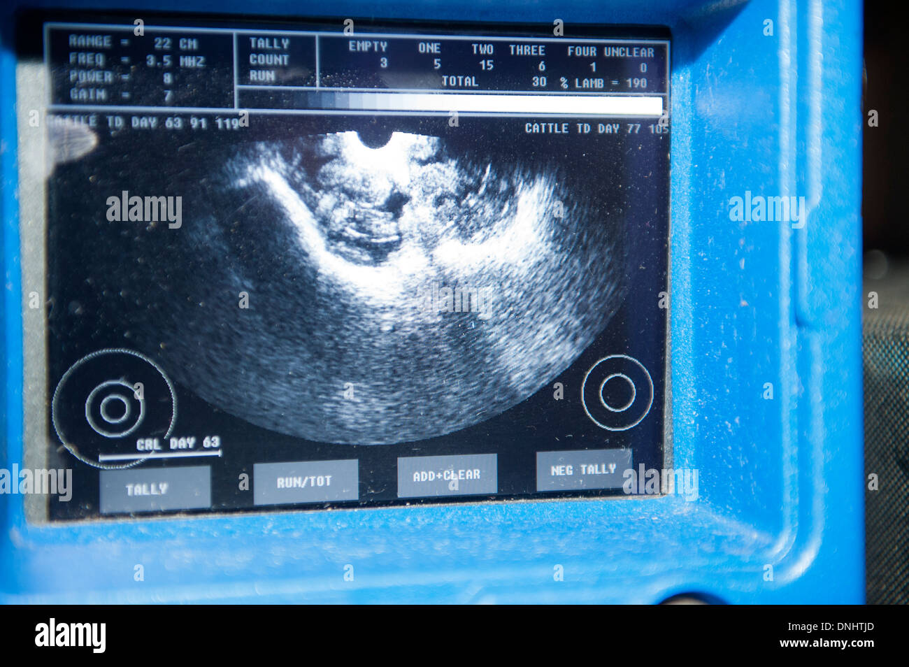 Scanning sheep during early stage pregnancy to see how many lambs they are carrying. UK Stock Photo