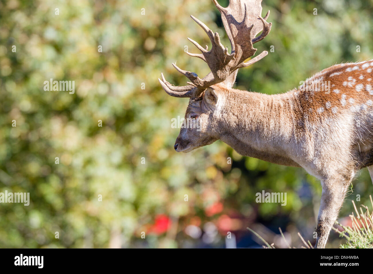 Closeup of a Fallow Deer in summer pelage Stock Photo