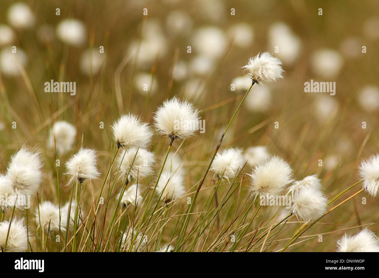 Cotton Grass at Bowness Common Stock Photo Alamy
