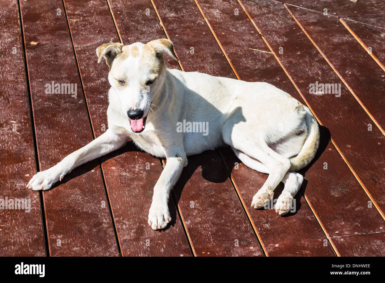 Homeless stray dog on wood floor Stock Photo