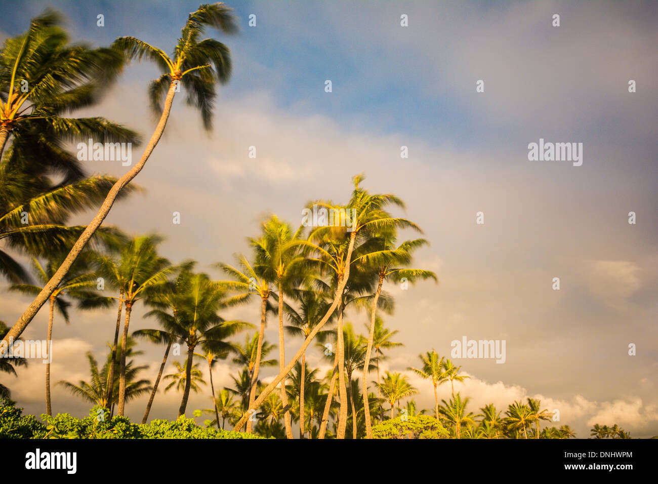 Palm trees coconut trees hi-res stock photography and images - Alamy