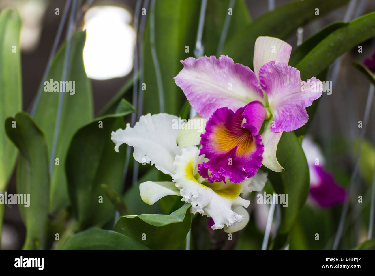 White and Purple Cattleya orchid Stock Photo