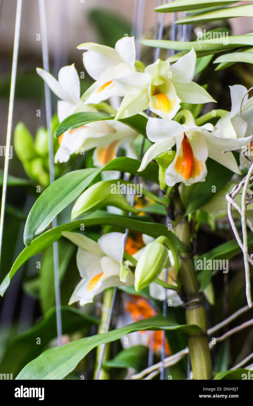 Beautiful white orchid Stock Photo
