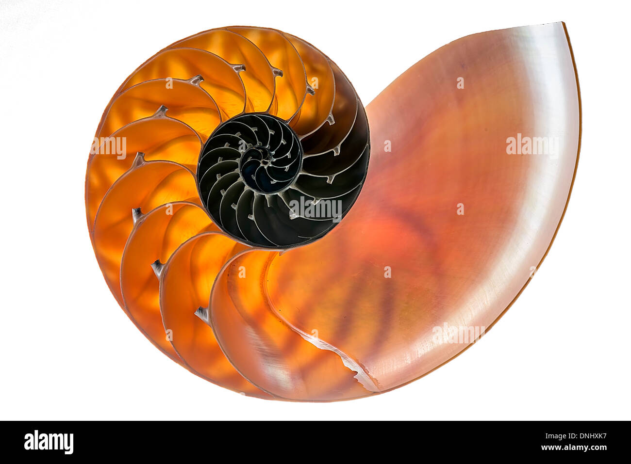 Nautilus shell isolated on a white background. Stock Photo