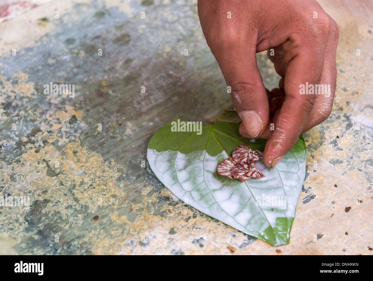 Close up of hands preparing betel nut in the street of Yangon Stock Photo
