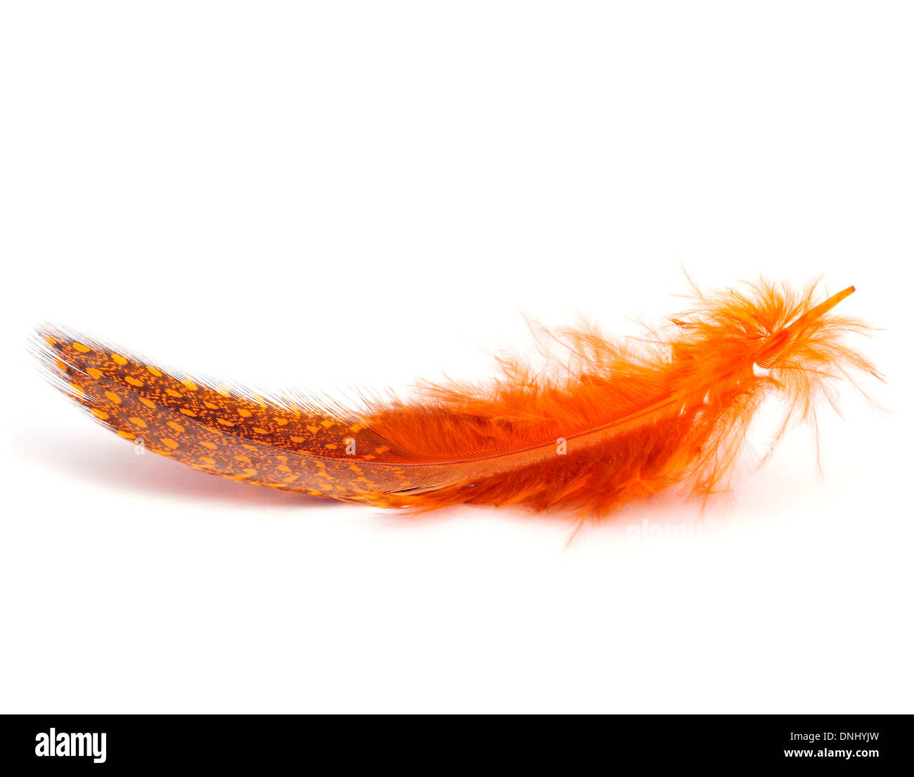 an orange feather on a white background Stock Photo