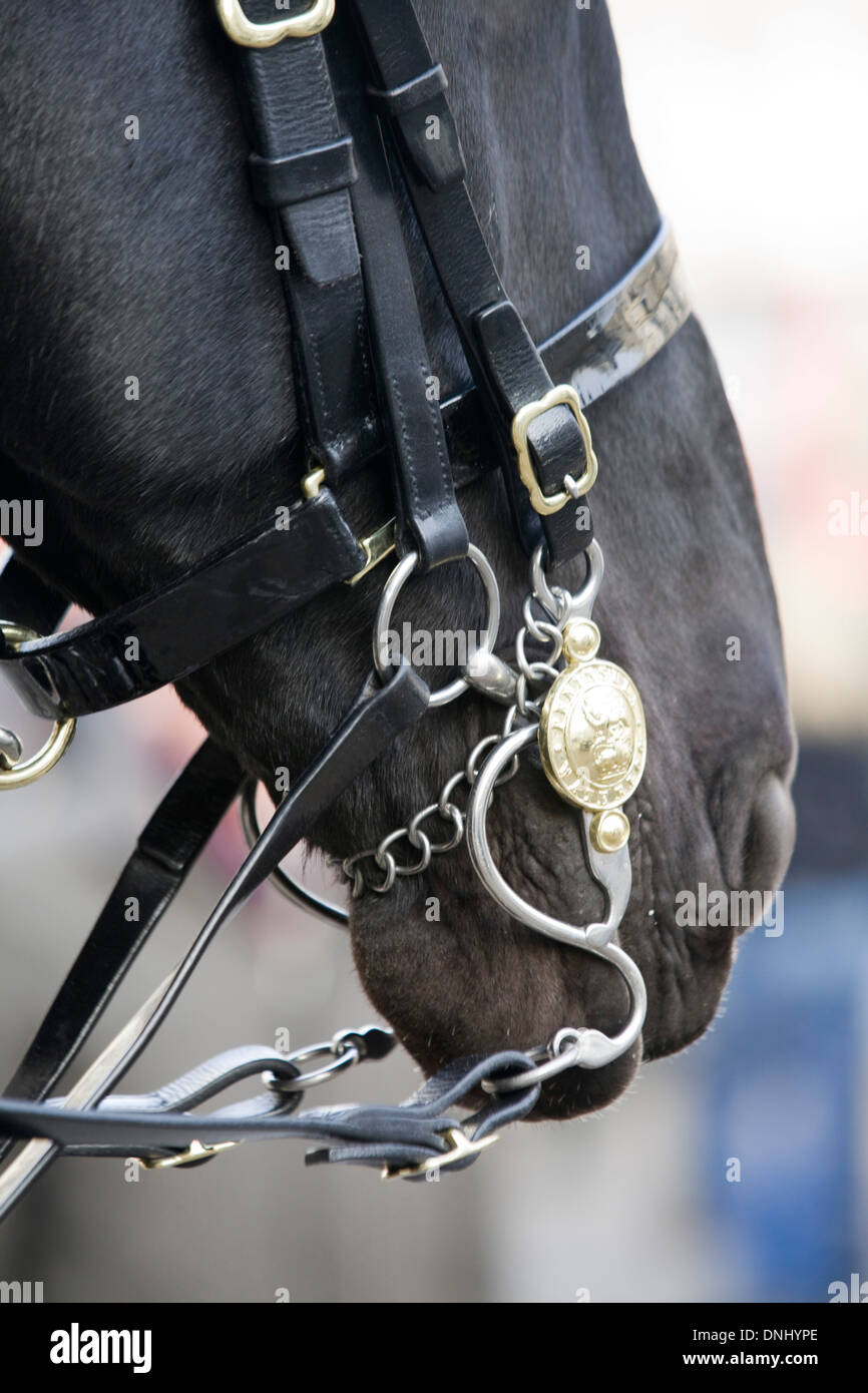 Cavalry horse saddle bridle hires stock photography and images Alamy