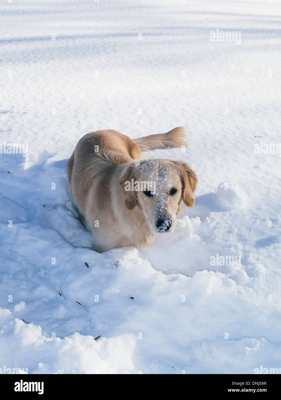 Golden retriever in the snow in the mountains Stock Photo - Alamy