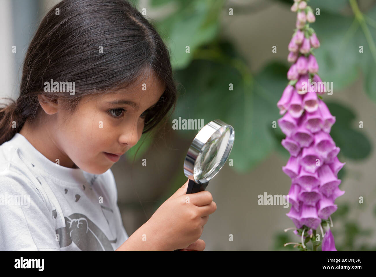 Little girl is looking through a magnifying glass to a digitalis flower Stock Photo