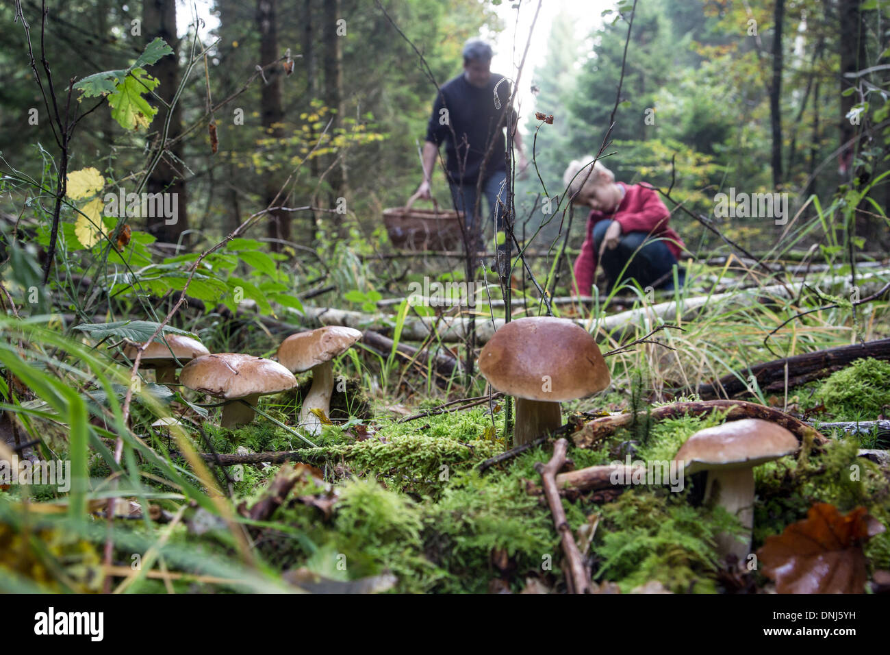 GATHERING EDIBLE MUSHROOMS (PORCINI AND BOLETUS) IN THE FOREST OF