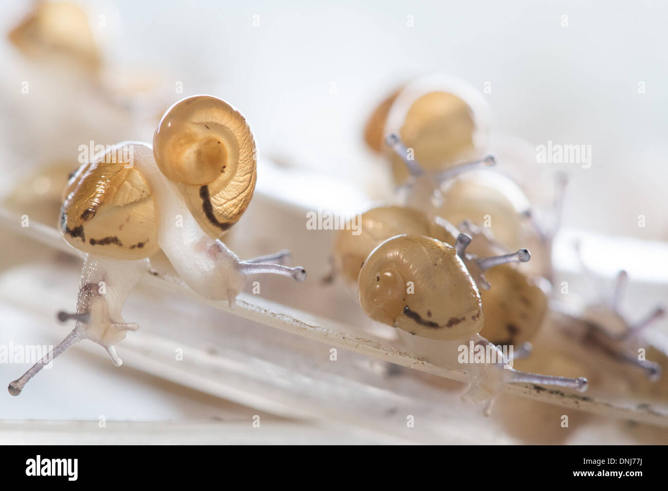 AFTER THE HATCHING OF THE EGGS, GATHERING THE BABY SNAILS TO DISPERSE IN NATURE, BIG GREY SNAILS