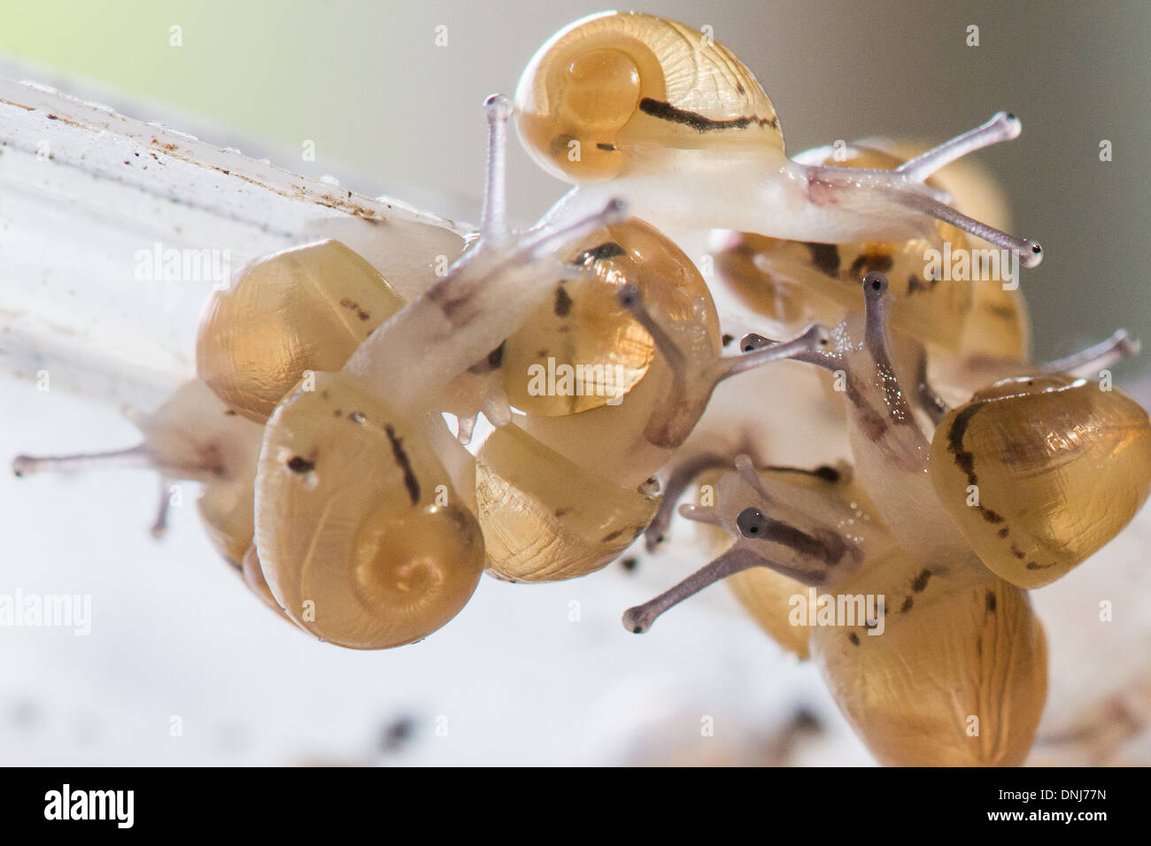 Baby snails eggs hires stock photography and images Alamy