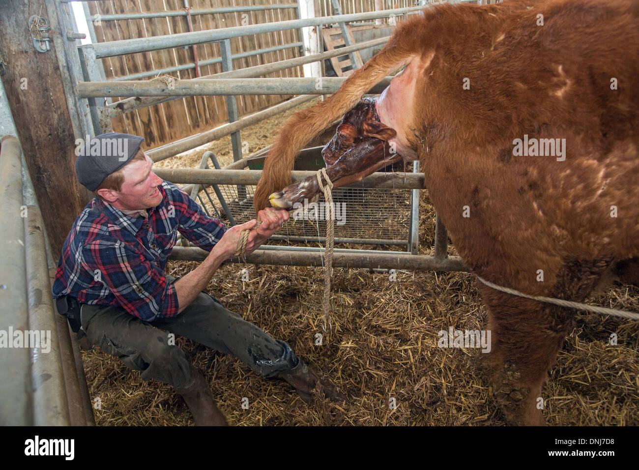 COW CALVING WITH THE FARMER'S HELP AND BIRTH OF HER CALF, CATTLE FARM