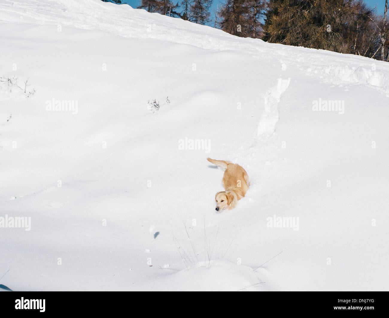 Golden retriever in the snow in the mountains Stock Photo - Alamy