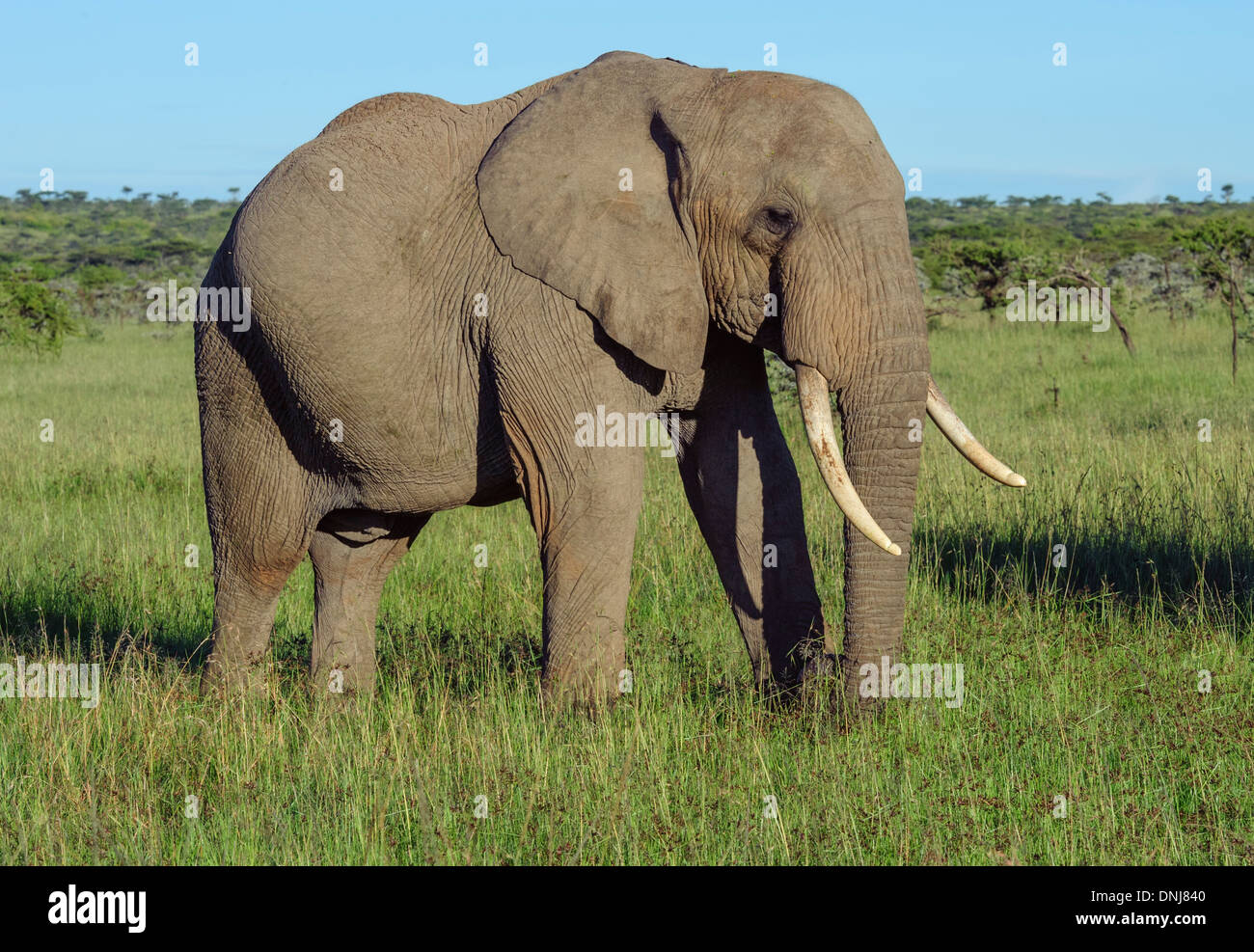 African Elephant on the grass lands of the Masai Mara Kenya Stock Photo