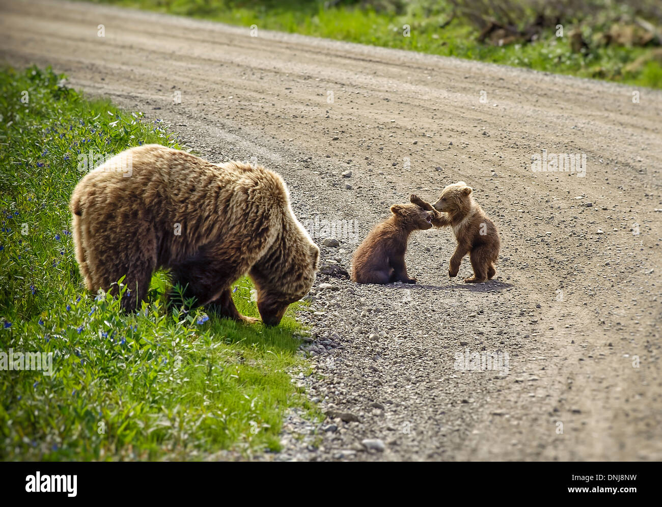 Brown bear with playful cubs in Danali National Park, Alaska, USA Stock Photo