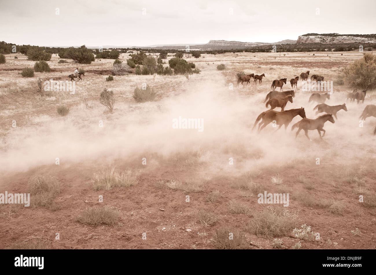 A lone cowboy rides an American Quarter Horse, herding mares across the open plains of a New Mexico ranch. Stock Photo