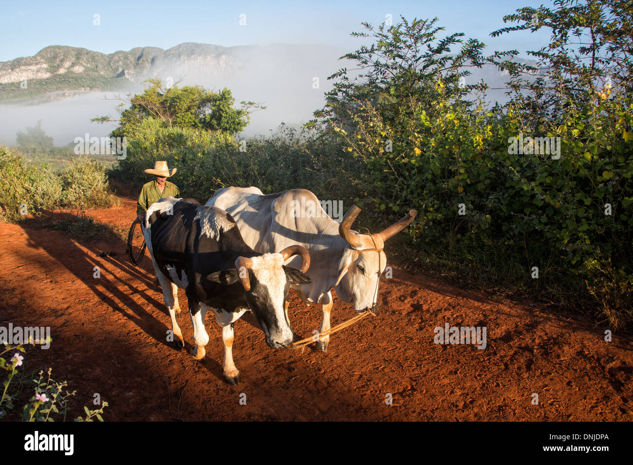 CUBAN FARMER WITH HIS HARNESSED OXEN FOR WORKING THE FIELDS, FARMING LANDSCAPE AT THE FOOT OF THE MOGOTES (MOUNTAINOUS LIMESTONE HILLOCKS), VINALES VALLEY, LISTED AS A WORLD HERITAGE SITE BY UNESCO, CUBA, THE CARIBBEAN Stock Photo