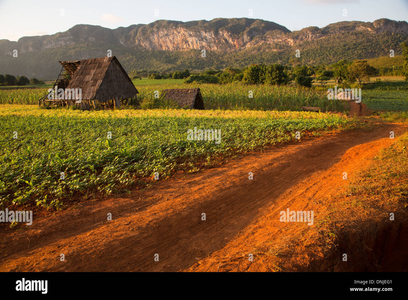 sugarcane and tobacco TOBACCO-DRYING CABIN AMIDST THE BEAN AND SUGAR CANE CROPS, FARMING  LANDSCAPE AT THE FOOT OF THE MOGOTES (MOUNTAINOUS LIMESTONE HILLOCKS),  VINALES VALLEY, LISTED AS A WORLD HERITAGE SITE BY UNESCO, CUBA, THE