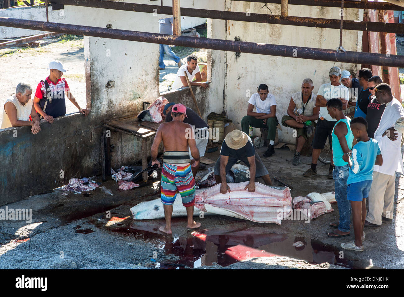 CUTTING UP A BIG SHARK IN COJIMAR, SMALL FISHING VILLAGE TO THE EAST OF HAVANA FROM WHERE ERNEST HEMINGWAY LIKED TO LEAVE TO GO FISHING IN THE SEA, THE INSPIRATION FOR HIS BOOK 'THE OLD MAN AND THE SEA', CUBA, THE CARIBBEAN Stock Photo