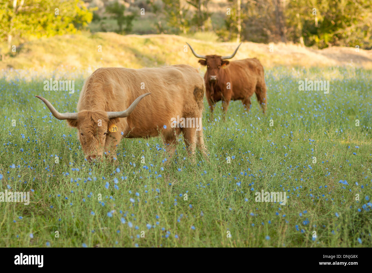 Scottish Highland Cattle grazing in pasture in Eagle, Idaho Stock Photo ...