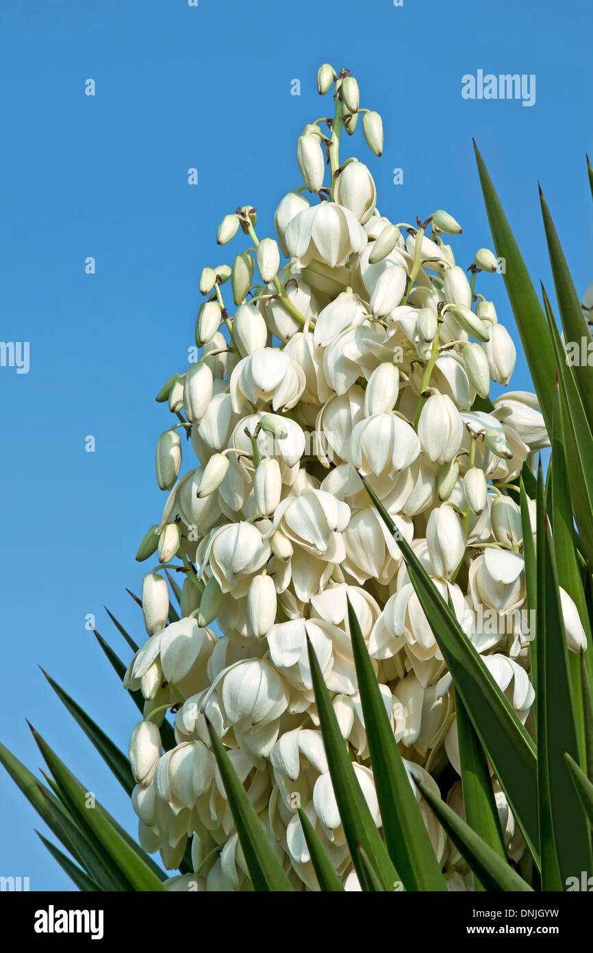 Flower of Yucca aloifolia  against the blue sky Stock Photo