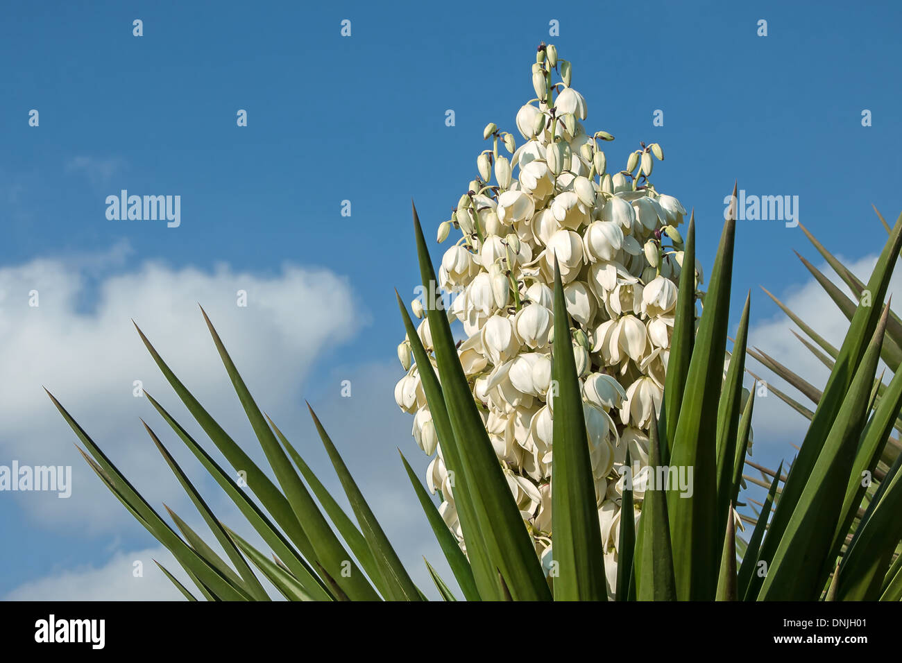 Flower of Yucca aloifolia Stock Photo