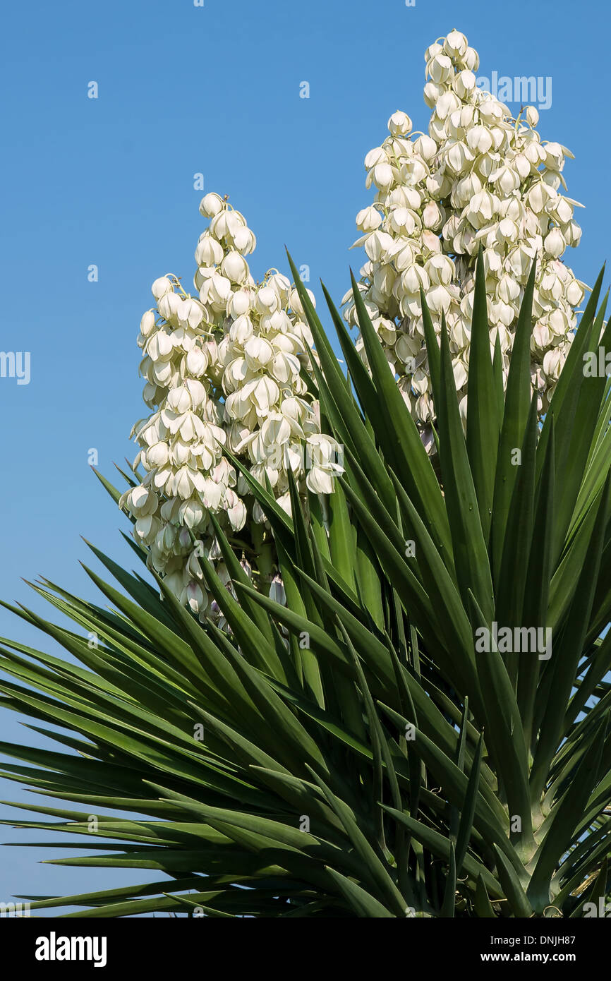 Two flowers of Yucca aloifolia Stock Photo