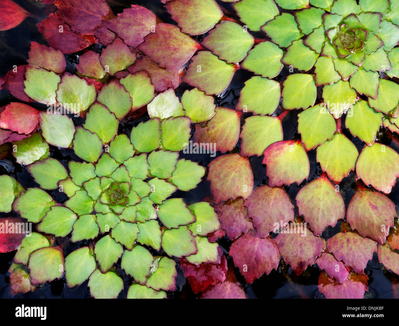 Close up of Mosaic Plant. Floating Leaves. Luguigia sedioides Stock Photo