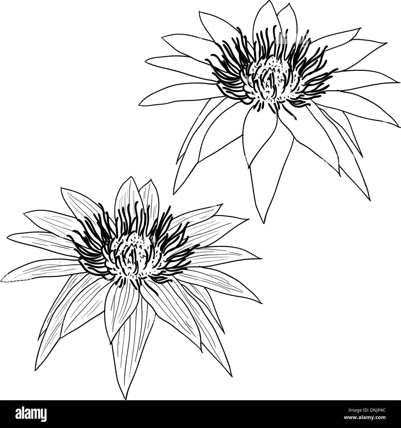 Oriental lotus - a flower Vector illustration Stock Vector Image & Art ...