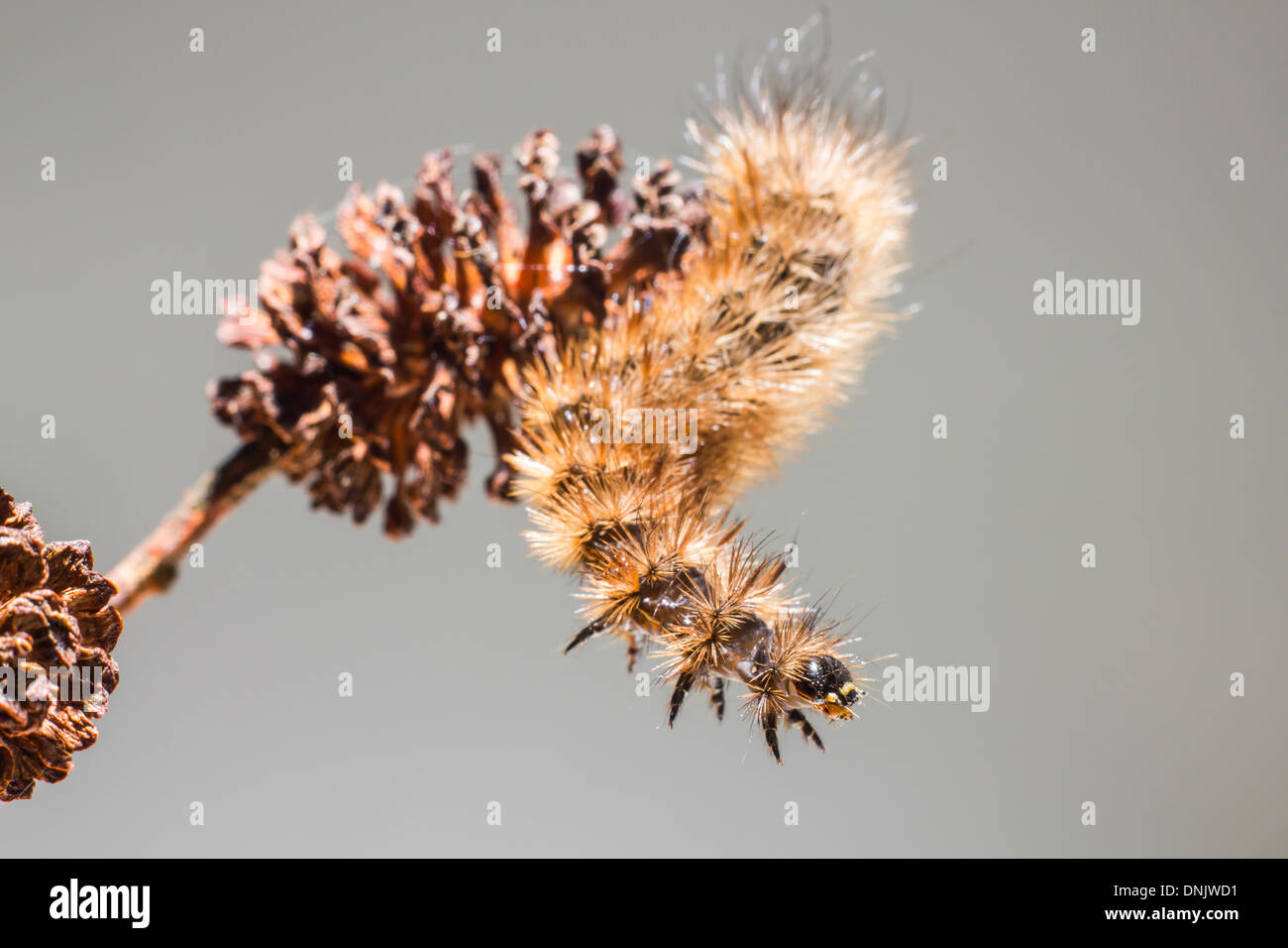 The Ruby Tiger Caterpillar ( Phragmatobia fuliginosa) Stock Photo