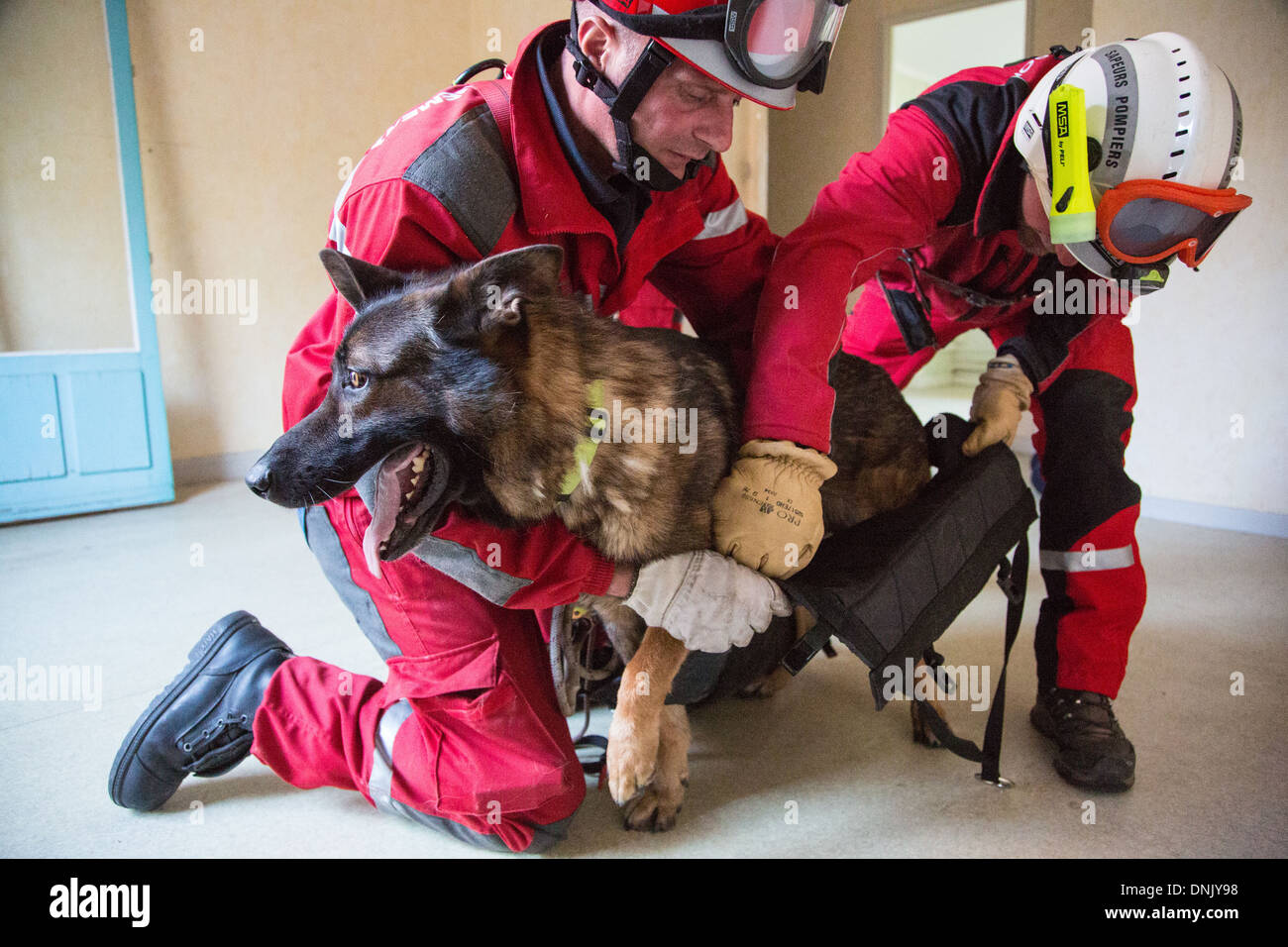PREPARING THE DOG TO BE LOWERED BY ROPE OUT OF A WINDOW, FIREFIGHTERS' DOG TEAM, BELLEVUE, REDON, ILLE-ET-VILAINE (35), FRANCE Stock Photo