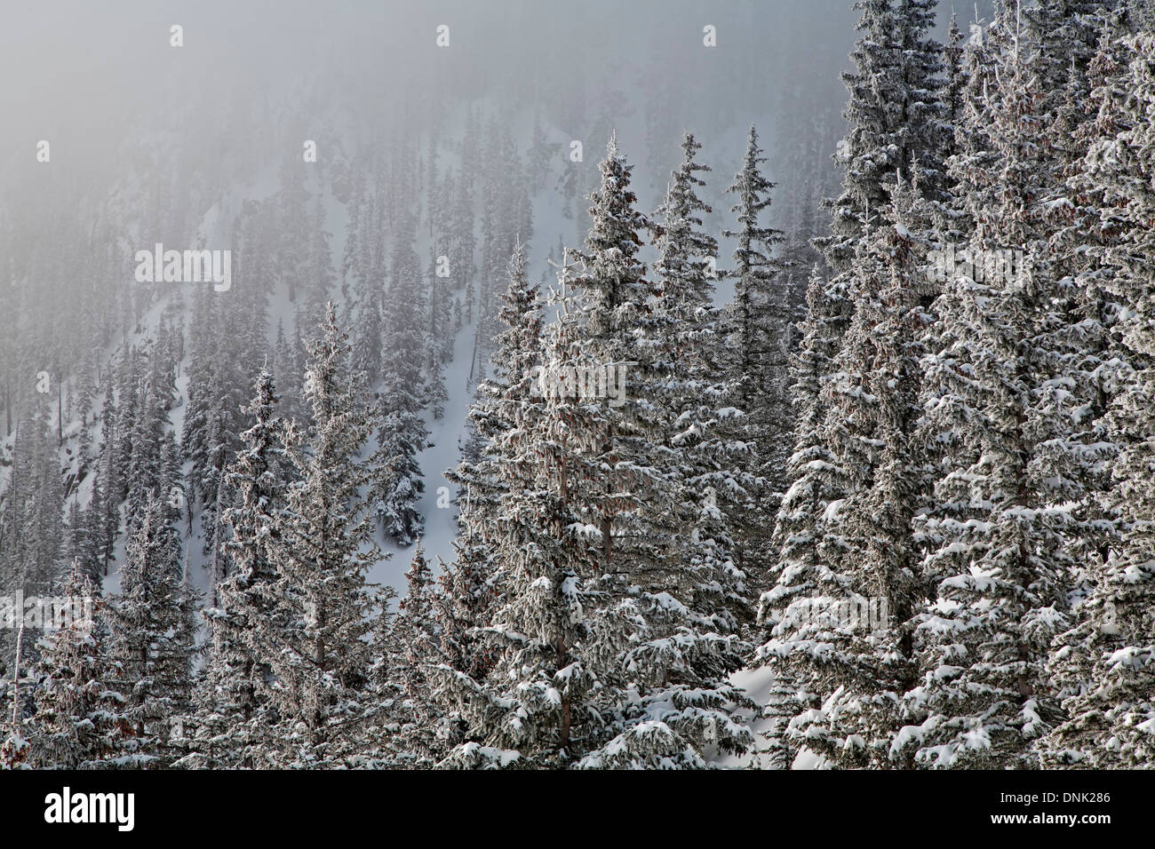 Snow-covered pine trees and fog, Ravens Ridge Trail, Santa Fe National Forest, near Santa Fe, New Mexico USA Stock Photo