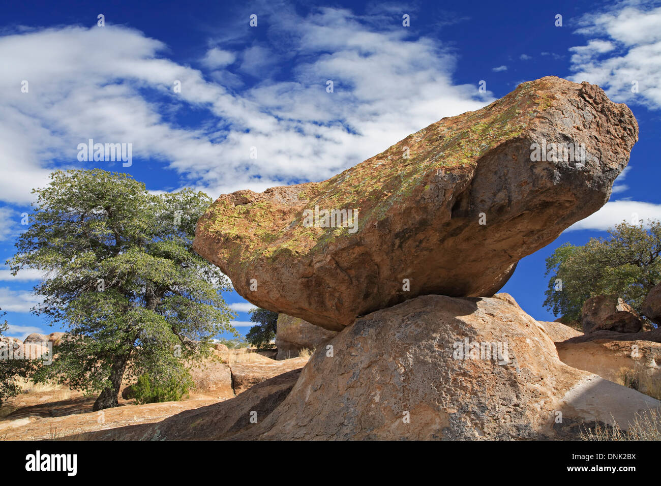Silver City Rocks Rocks (hardened volcanic tuff) and tree, City of Rocks State Park, near ...