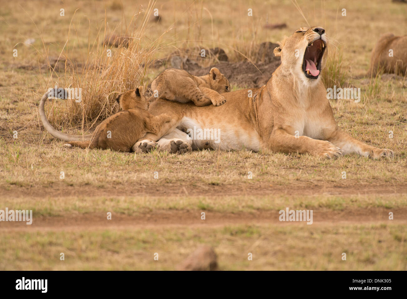 lioness and cubs playing Stock Photo