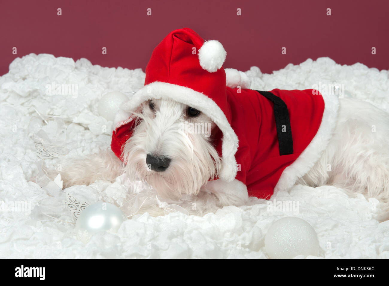 Mini Schnauzer as Santa Stock Photo