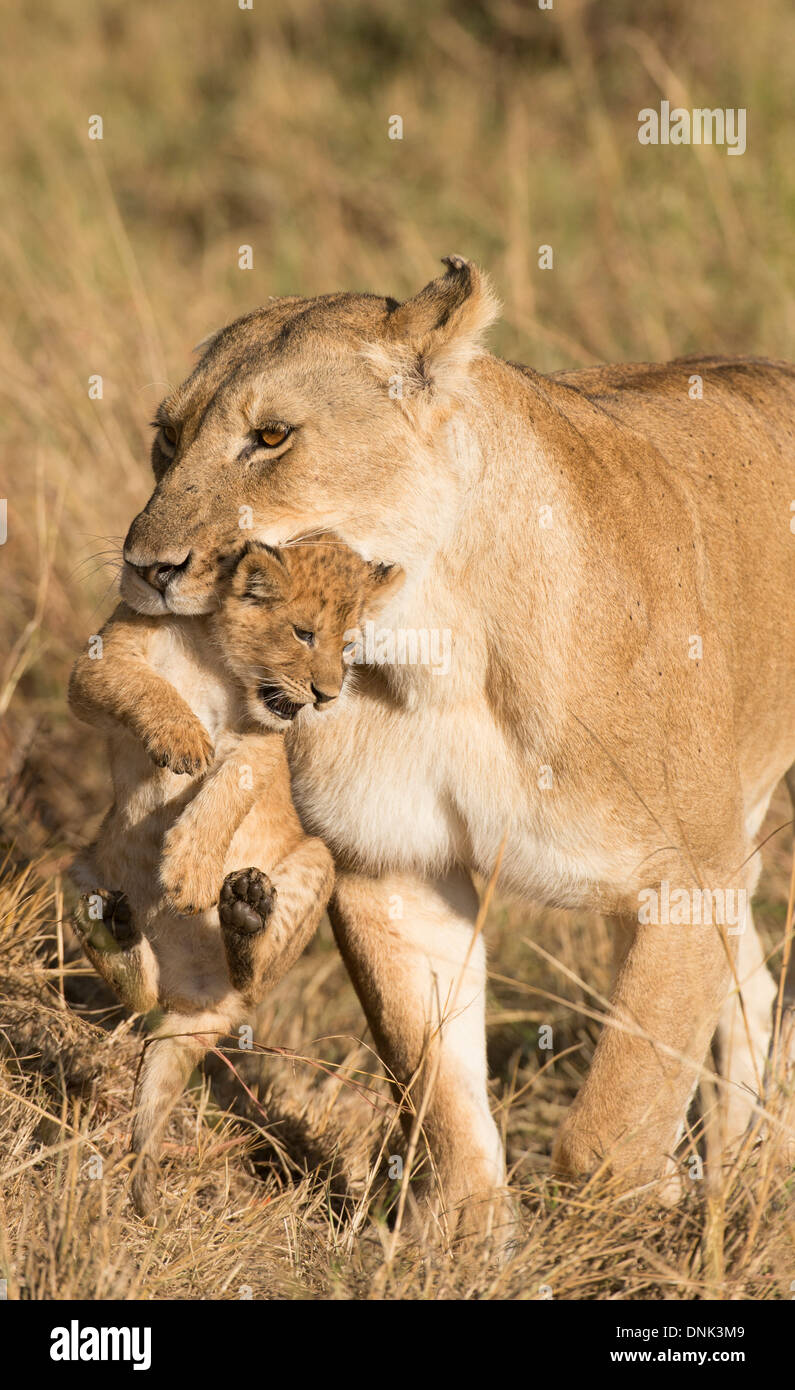 lioness carrying cub in her mouth Stock Photo