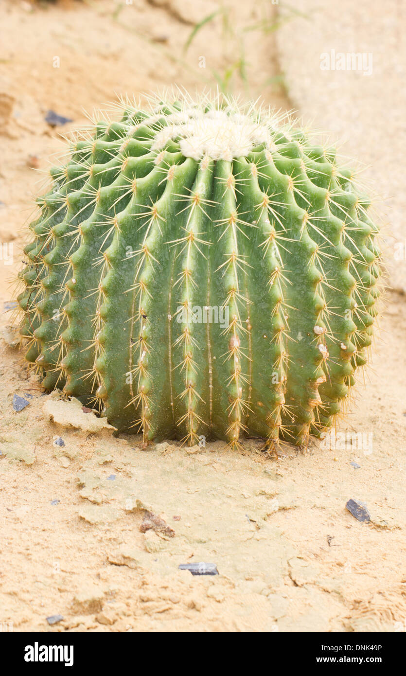 Cactus plant with thorns Stock Photo Alamy