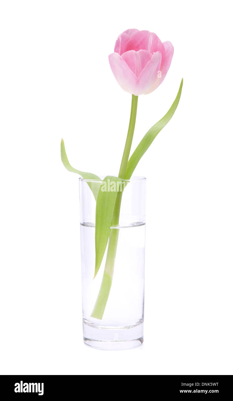 Pink tulip in vase isolated on white background Stock Photo - Alamy