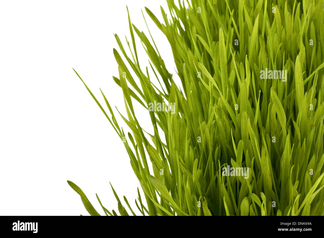 Grass silhouette isolated on white background Stock Photo - Alamy