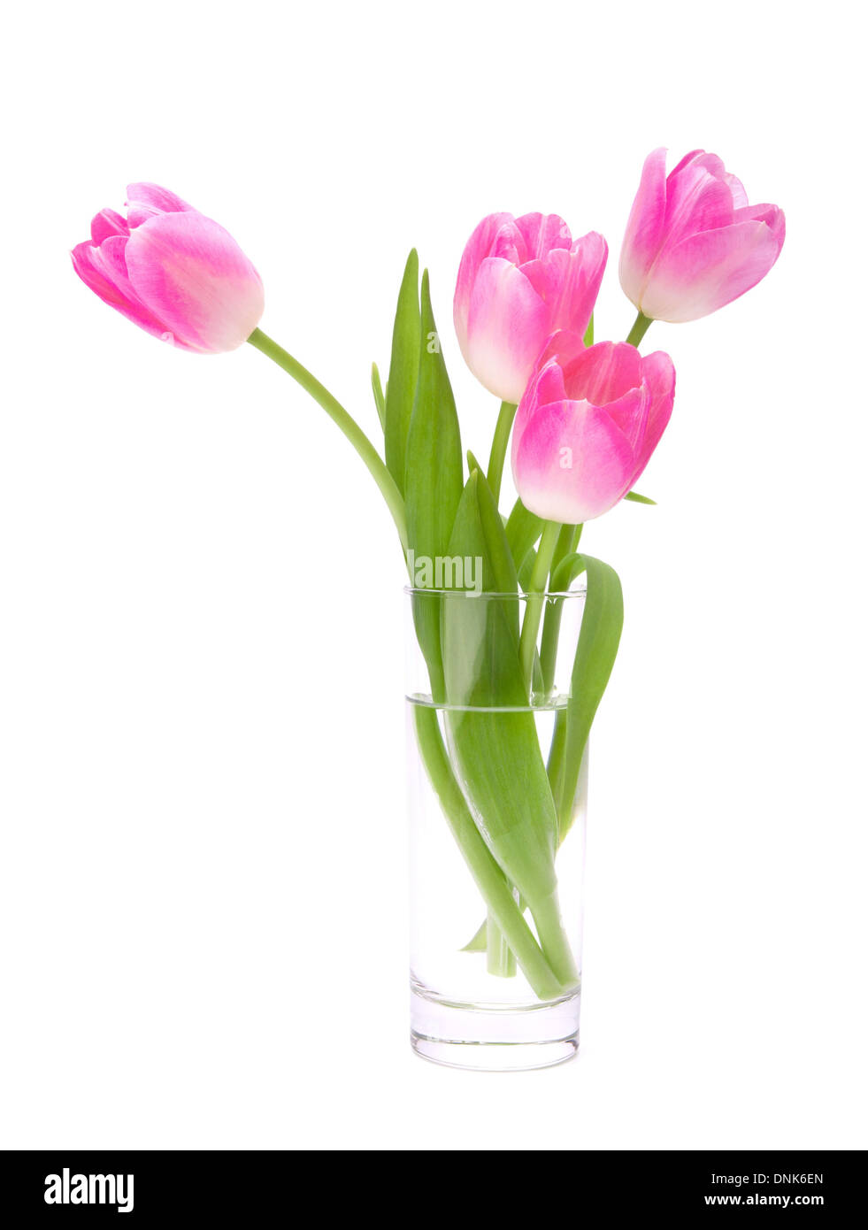 Pink tulips bouquet in vase isolated on white background Stock Photo ...
