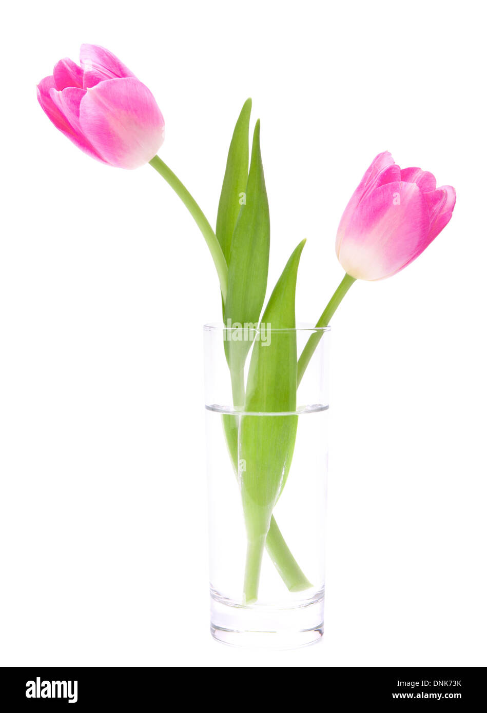 Pink tulips bouquet in vase isolated on white background Stock Photo ...