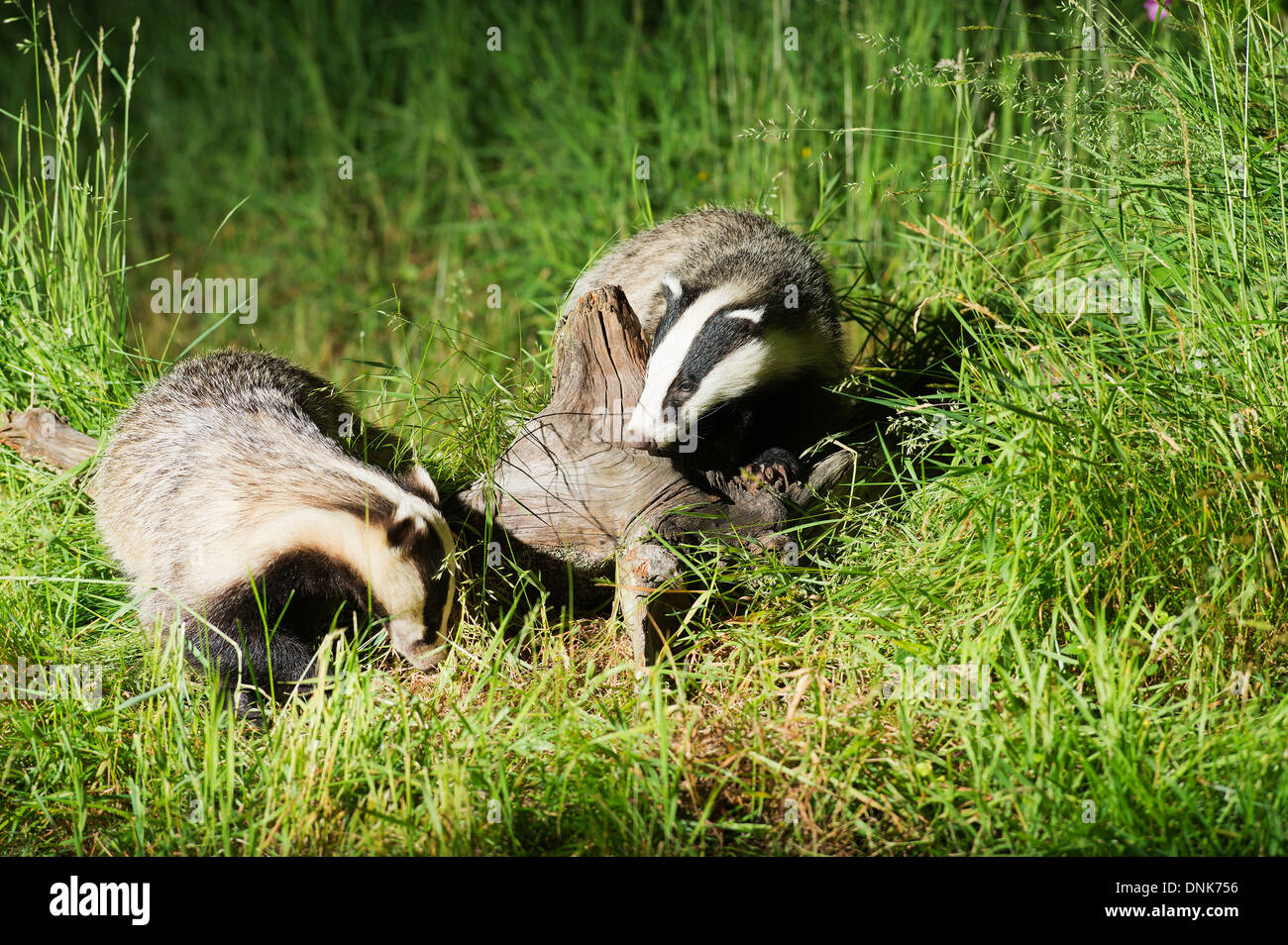 Well grown Badger Cub with it's Mother in Scottish woodland Stock Photo
